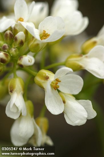 Alpine (Fendler's) Pennycress blossoms extreme detail