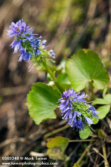 Mountain Kittentails blossoms & foliage