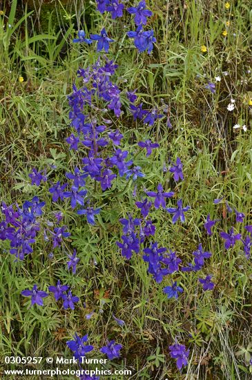 Nuttall's Larkspur