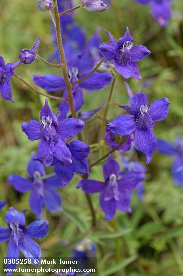 Nuttall's Larkspur blossoms