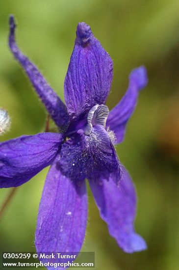 Nuttall's Larkspur blossom extreme detail