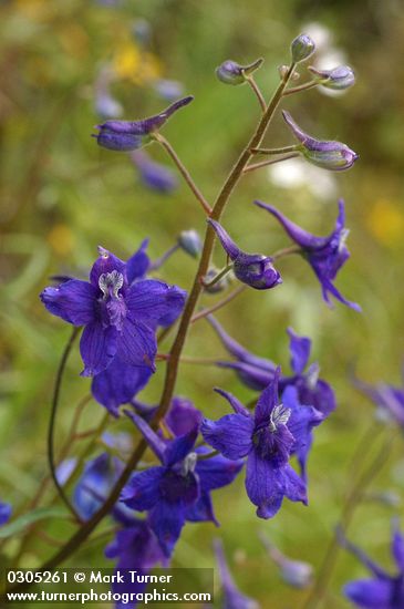 Nuttall's Larkspur blossoms