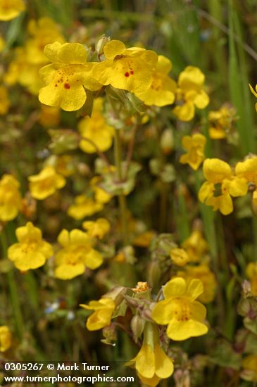 Seep-Spring Monkeyflower blossoms