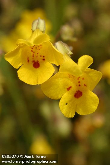 Seep-Spring Monkeyflower blossoms detail