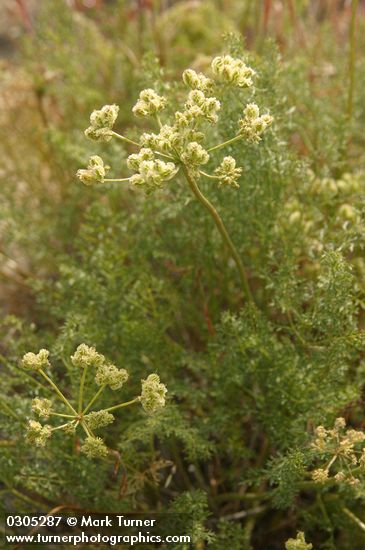Northern Indian Parsnip (Turpentine Wavewing) blossoms & foliage