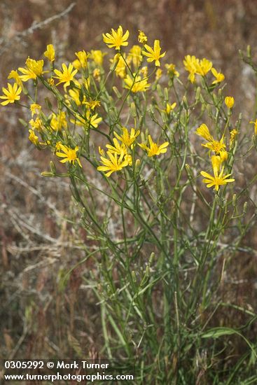 Slender Hawksbeard