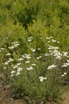 Yarrow w/ Greasewood bkgnd