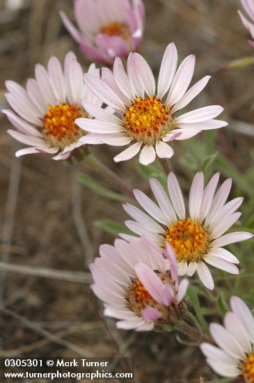 Showy Townsendia blossoms