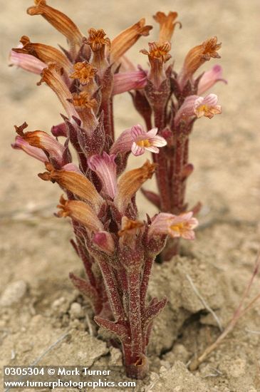 Clustered Broomrape