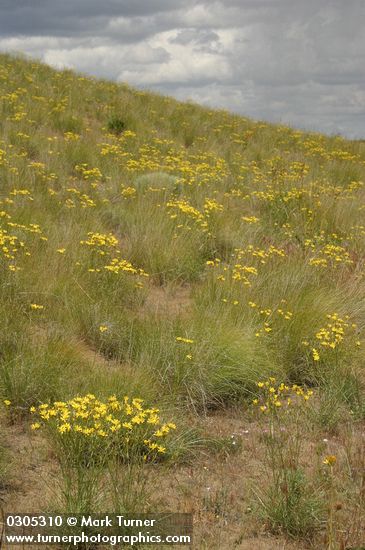 Slender Hawksbeard among Bluebunch Wheatgrass