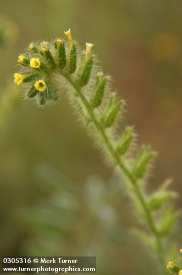 Rough Fiddleneck blossoms
