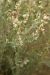 Buckwheat Milk-vetch blossoms & foliage
