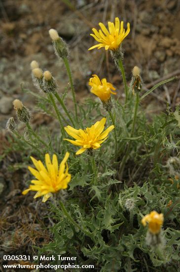 Low Hawksbeard