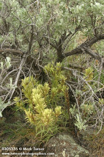 Thompson's Paintbrush under Big Sagebrush