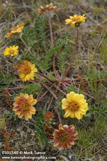 Rosy Balsamroot