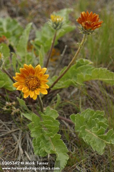 Rosy Balsamroot blossoms & foliage