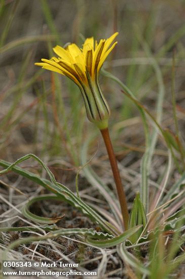 False Agoseris blossom & foliage detail