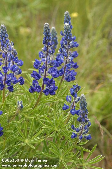 Bingen Lupine