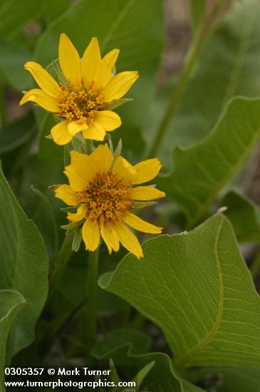 Carey's Balsamroot blossoms & foliage detail