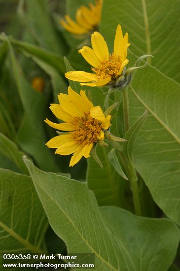 Carey's Balsamroot blossoms & foliage detail