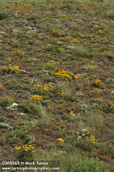 Narrowleaf Goldenweed & Phlox among Bluebunch Wheatgrass