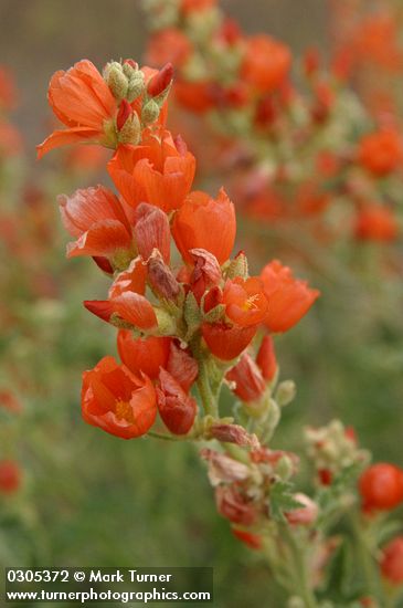 Orange (Munro's) Globemallow blossoms detail