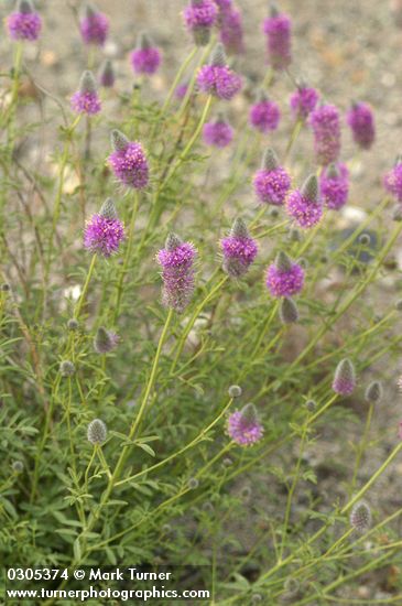 Blue Mountain Prairie Clover