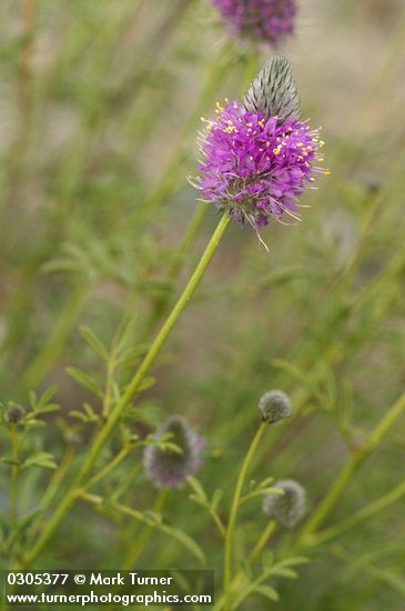 Blue Mountain Prairie Clover blossoms & foliage