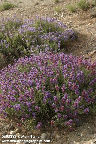 Purple Sage