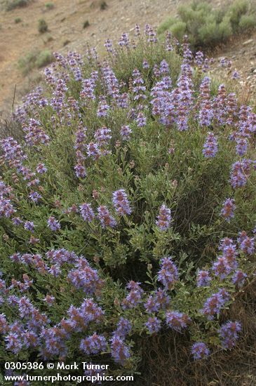 Purple Sage