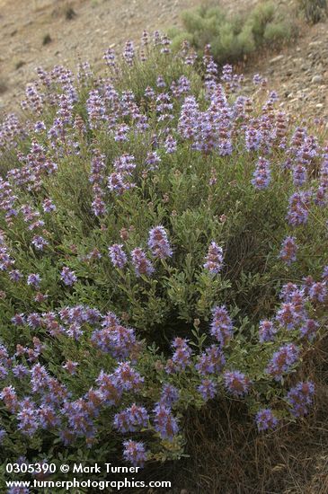 Purple Sage