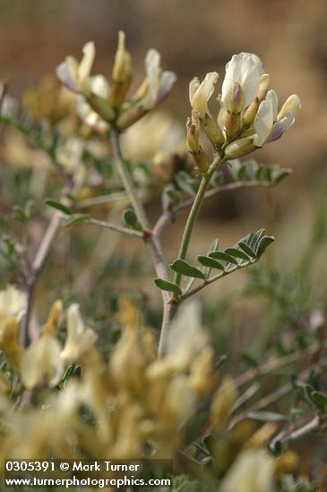 Milk-vetch blossoms & foliage detail
