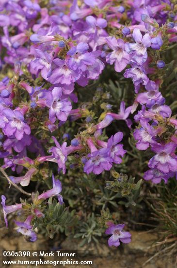 Rock Penstemon