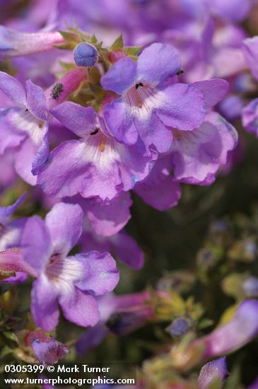 Rock Penstemon blossoms detail