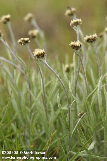Narrowleaf Pussytoes (female flowers)