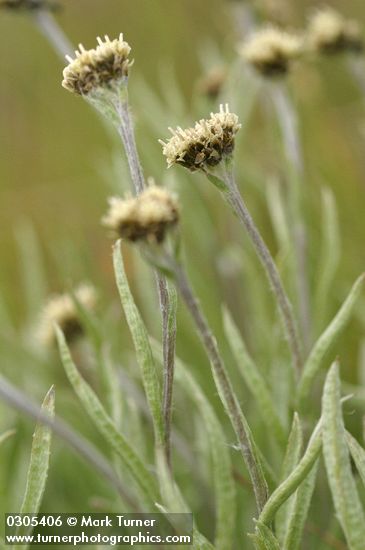 Narrowleaf Pussytoes (female flowers) detail
