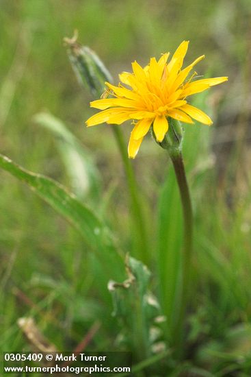 Pale Agoseris blossom detail