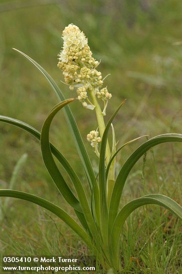 Panicled Death Camas