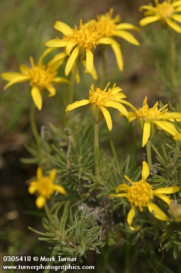 Narrowleaf Mock Goldenweed