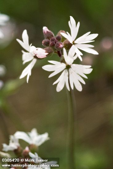 Slender Woodland Star blossoms detail