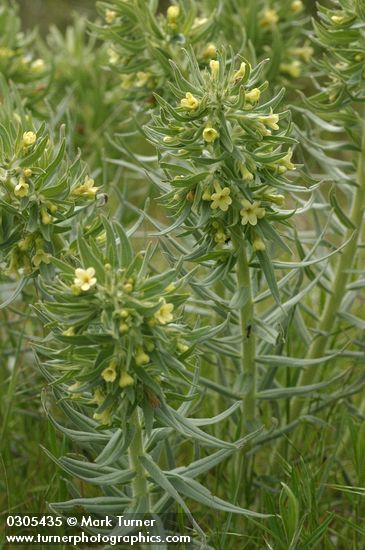 Puccoon blossoms & foliage