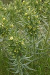 Puccoon blossoms & foliage
