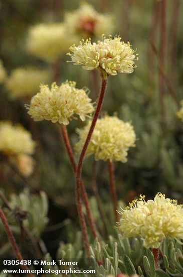 Douglas' Eriogonum blossoms detail