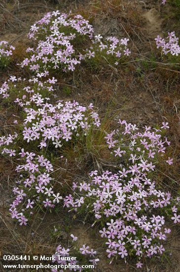Long-leaf Phlox