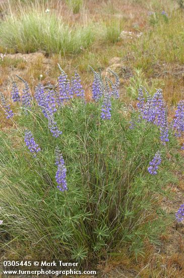 Bingen Lupine