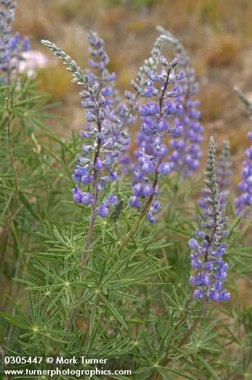 Bingen Lupine blossoms & foliage