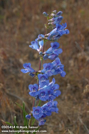 Showy Penstemon blossoms detail