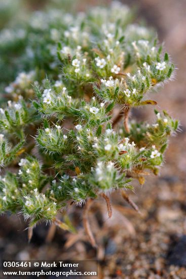 Opening Cryptantha blossoms & foliage detail