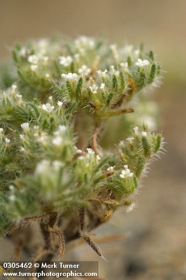 Opening Cryptantha blossoms & foliage detail