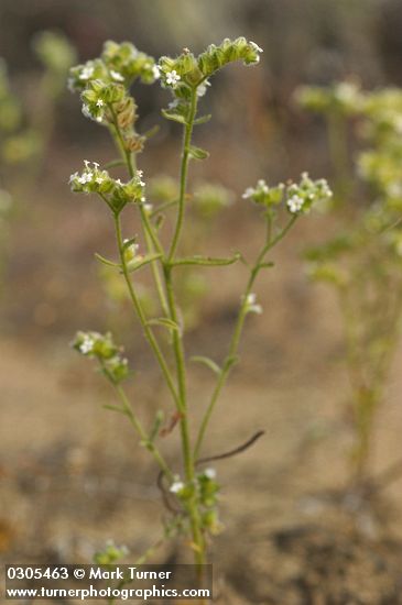 Wing-nut Cryptantha blossoms & foliage